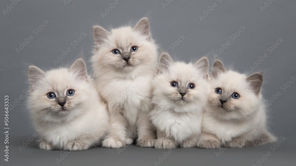 Four cute ragdoll purebred kittens togehter looking at the camera on a grey background