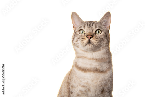 Portrait of a snow bengal purebred cat looking up on a white background