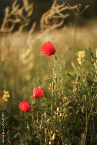 red poppies in a grass field 