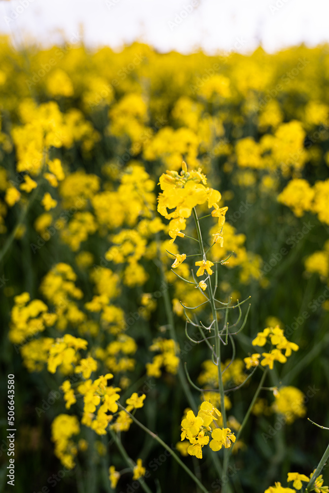 Obraz premium Canola field Rapeseed flowers field on spring 