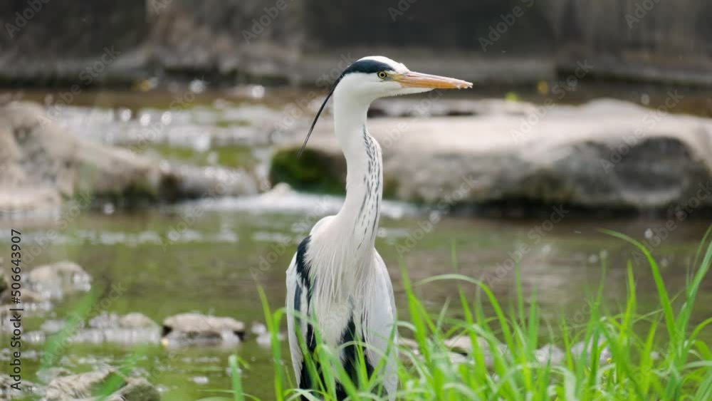 Closeup Of Grey Heron Looking Around In Yangjaecheon, South Korea. - close Up Closeup Of Grey Heron Looking Around In Yangjaecheon, South Korea. - close Up
