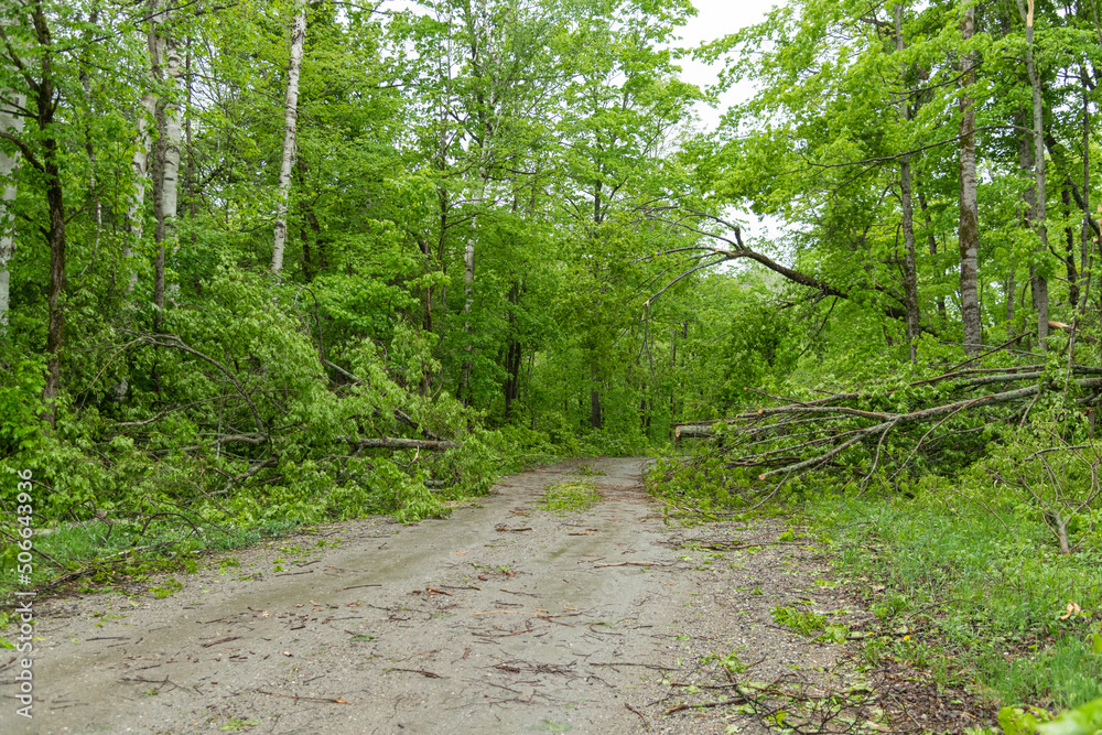 Obraz premium Tree Damage Rural Ontario Storm Damages May 21, 2022