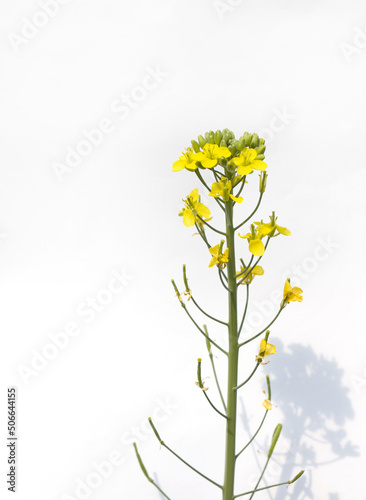 close up mustardflower isolated white background. photo