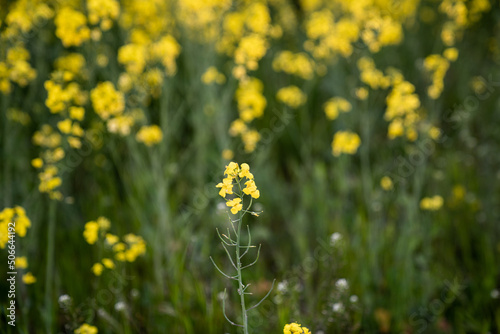 Canola field Rapeseed flowers field on spring 