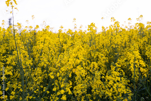 Canola field  Rapeseed   flowers field on spring 