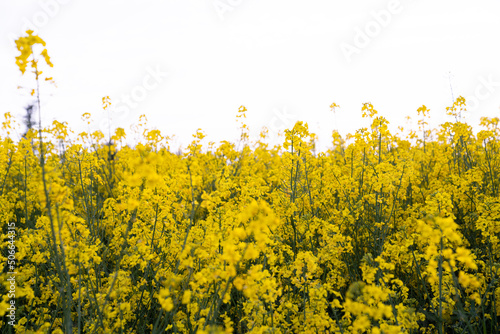 Canola field  Rapeseed   flowers field on spring 