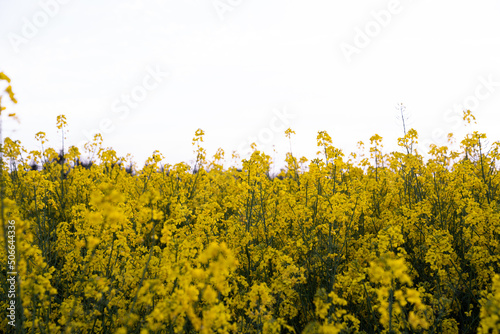 Canola field  Rapeseed   flowers field on spring 