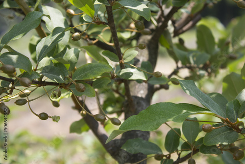 Unripe Ripe Autumn Olive Berries (Elaeagnus Umbellata)  and leaves