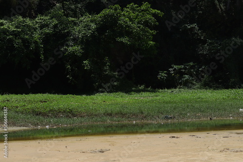 green water landscape trees