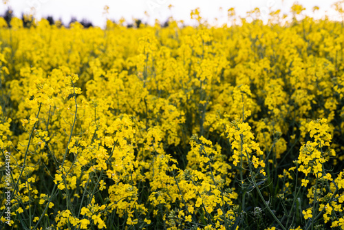 Canola field  Rapeseed   flowers field on spring 