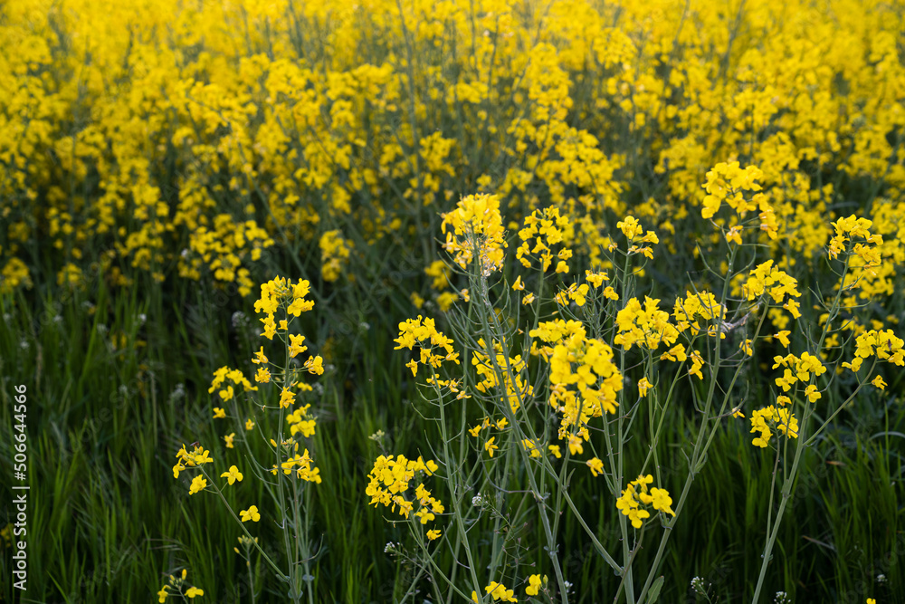 Fototapeta premium Canola field Rapeseed flowers field on spring