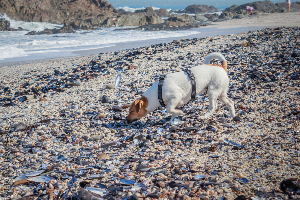 Fototapeta premium Jack Russell Terrier dog playing on the beach, Cape Town, South Africa