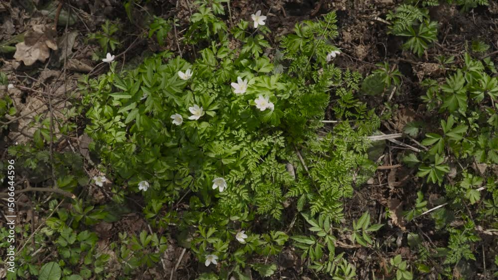 Green anemone bush with white flowers and juicy green petals sway in the wind in forest, top view. First spring plants with bright foliage among past dry foliage. Green anemone bush with white flowers and juicy green petals sway in the wind in forest, top view. First spring plants with bright foliage among past dry foliage.