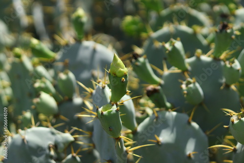 cactus green background plant 