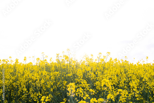 Canola field  Rapeseed   flowers field on spring 