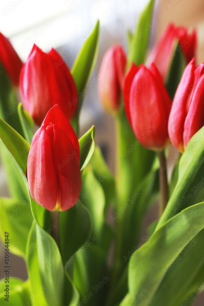 Bouquet of beautiful tulips flowers Bouquet of beautiful tulips flowers