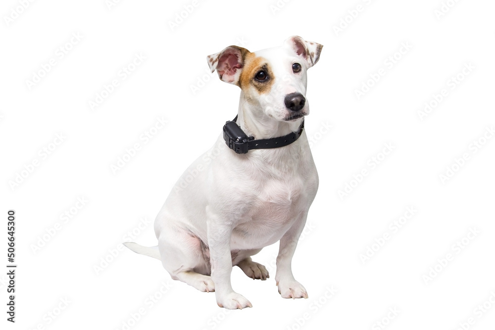 A dog in a vibro collar A dog in a vibro collar