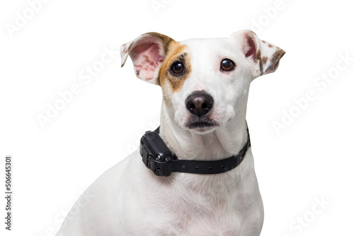 A dog in a vibro collar © zaharov43