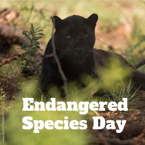 Composite image of endangered species day text and portrait of black panther sitting on land