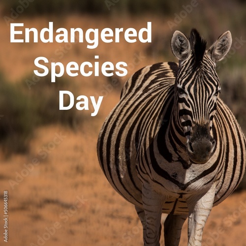 Composite image of endangered species day text and portrait of zebra standing on land