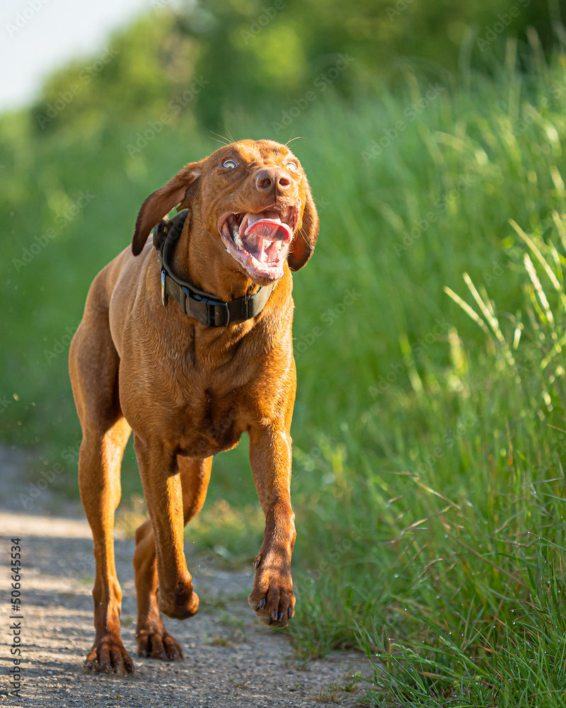 Ein Hund am rennen mit einem tollen Blick! Ein Hund am rennen mit einem tollen Blick!