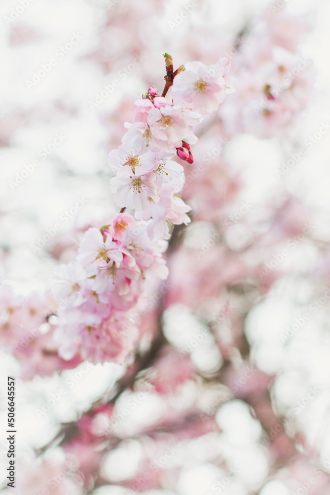 Spring pink cherry flowers on a branch, spring bright wallpaper, blooming branch of pink cherry. Spring pink cherry flowers on a branch, spring bright wallpaper, blooming branch of pink cherry.