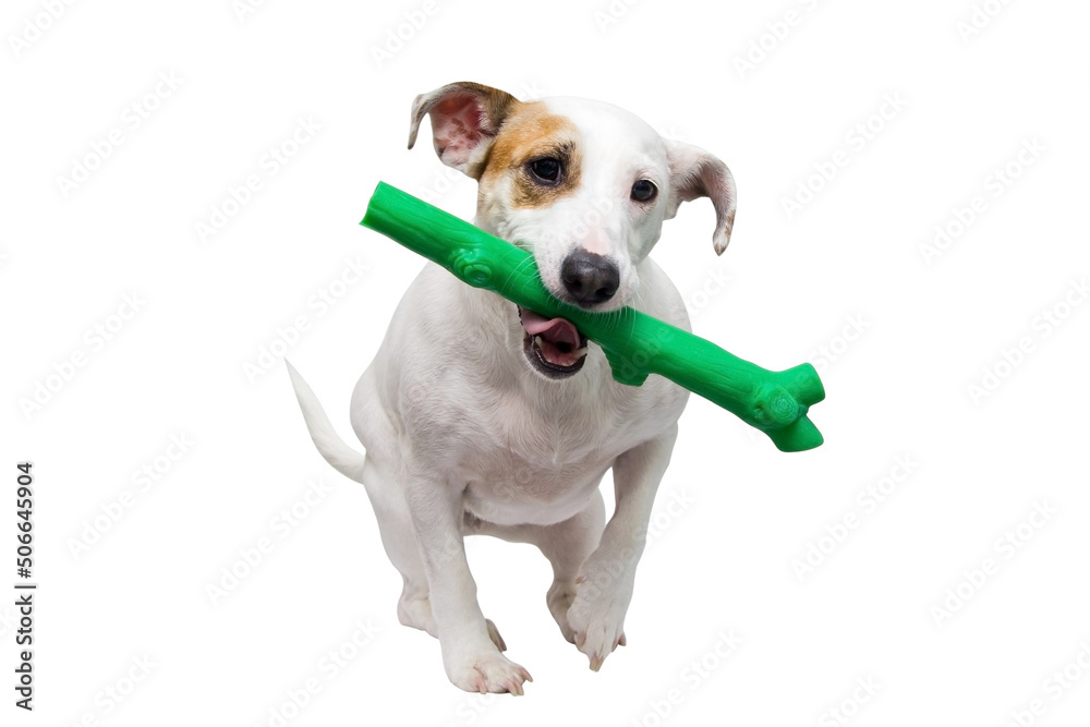 Fototapeta premium A dog with a toy in its mouth