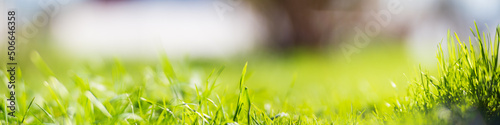 Panoramic banner background with a flower among the green grass in the yard. Beautiful natural rural landscape. Selective focus in the foreground with a heavily blurred background and copyspace