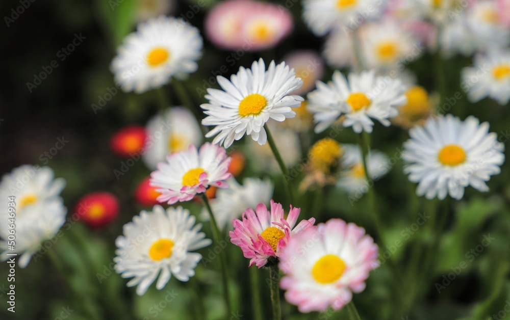 White chamomile flowers in a summer garden on a blurred background White chamomile flowers in a summer garden on a blurred background