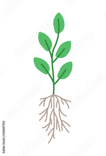 A plant with a root system, vector illustration doodle style.