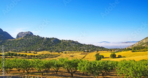 Beautiful rural idyllic quiet yellow green landscape valley  green olive grove  hills  sea of low morning stratus clouds  agriculture fields  Axarquia  Montes de Malaga  Spain