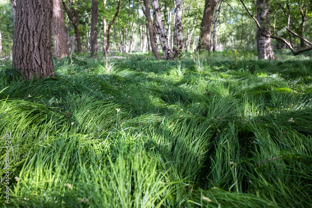 Beautiful dense green grass in a forest clearing, on a spring day. Beautiful dense green grass in a forest clearing, on a spring day.