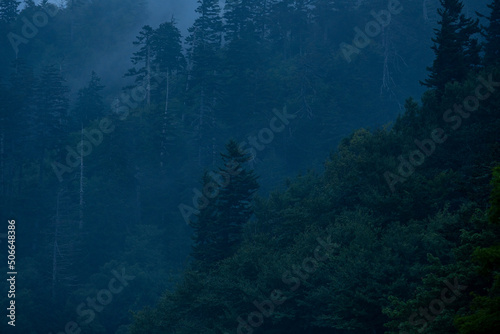 Single Pine Sticks Out From The Deep Green Ridge © kellyvandellen