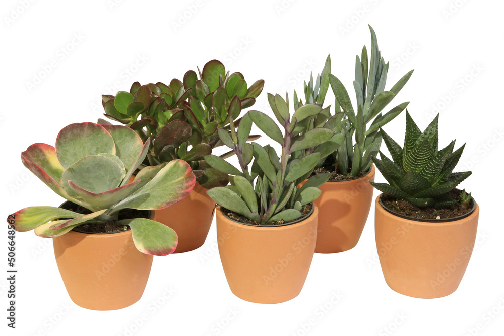 Fototapeta premium Mini plantes succulentes en pot 