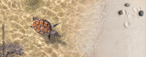 Image for 3d floor. Underwater world. Turtle. Top view Изображения для 3д пола. Подводный мир. Вид сверху 