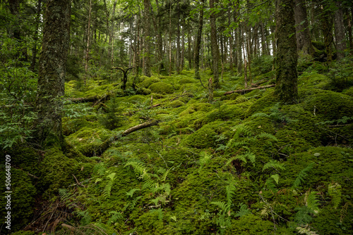 Steep Hillside Covered In Ferns And A Blanket of Moss