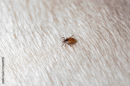 A tick on a dog's hair. A close-up of the dog's white, short hair with a brown tick to remove.