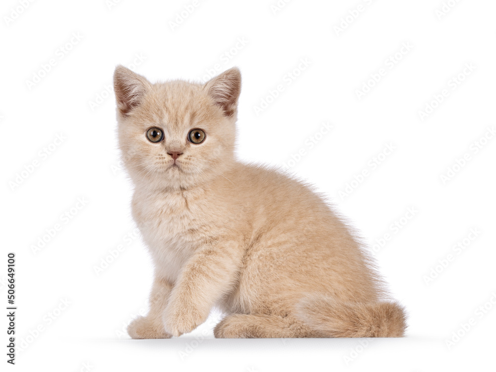 Cute cream British Shorthair cat kitten, sitting side ways with one paw playul in air. Looking straight to lens. Isolated on a white background. Cute cream British Shorthair cat kitten, sitting side ways with one paw playul in air. Looking straight to lens. Isolated on a white background.