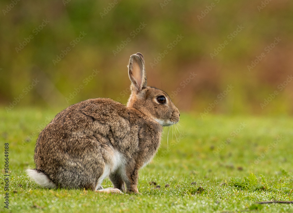 Fototapeta premium European rabbit close up in the wild