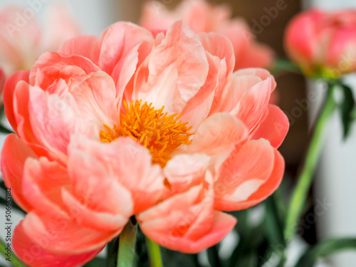 Weekly peonies on the table in the living room an on the windowsill. Macro peonies, harmony at home