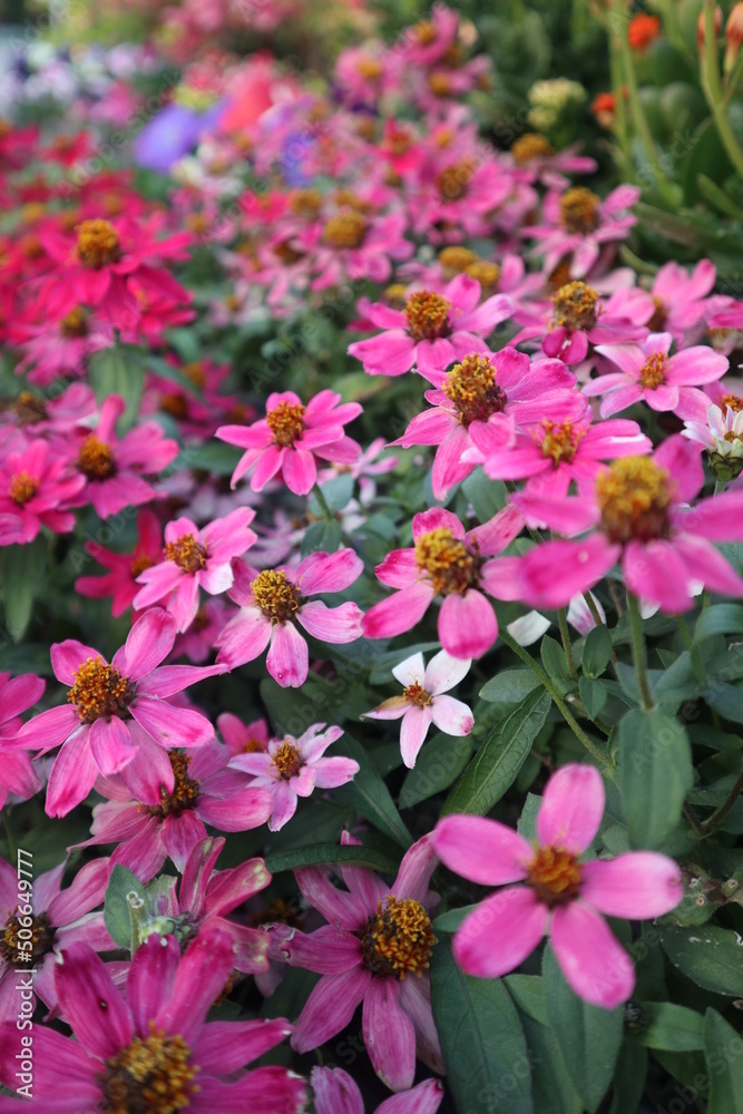 elegant and colorful frsh flowers blooming in the garden elegant and colorful frsh flowers blooming in the garden
