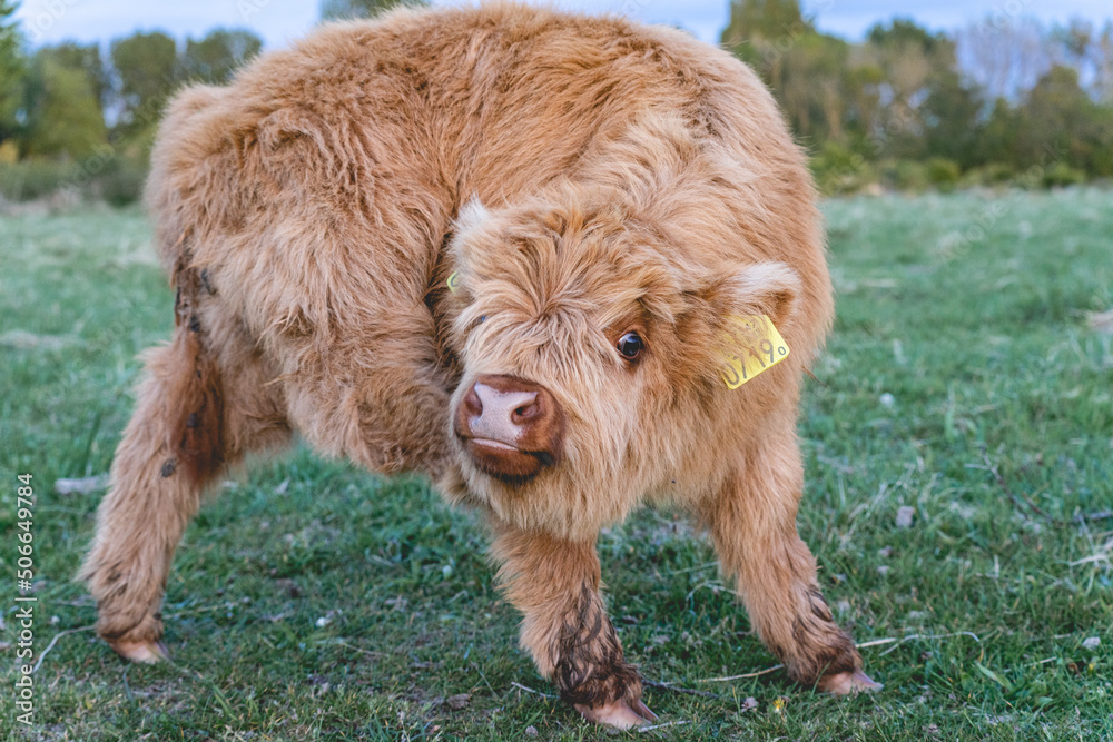 Fototapeta premium Highlander cows in the dunes of Wassenaar The Netherlands.