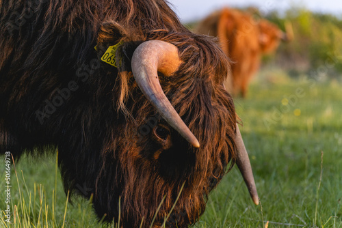 Highlander cows in the dunes of Wassenaar The Netherlands.