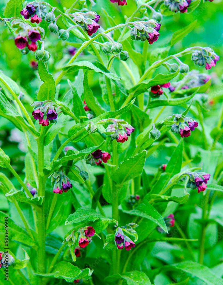 Comfrey (Symphytum officinale) flowers of a used in organic medicine Comfrey (Symphytum officinale) flowers of a used in organic medicine