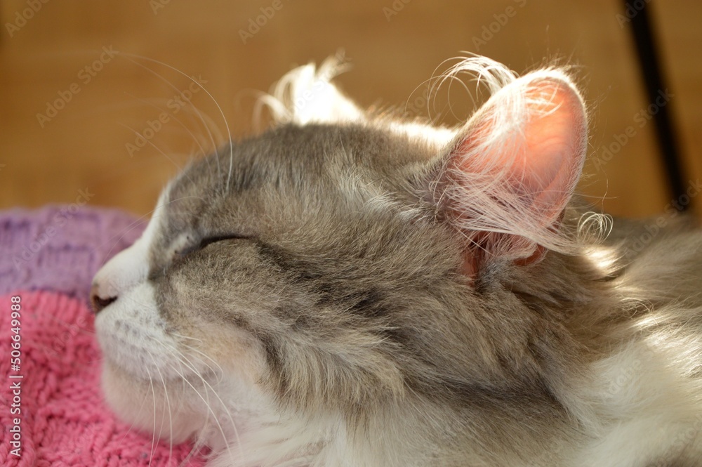 Beautiful and cute cat with fluffy, grey fur and pretty green eyes - sleeping in sunlight