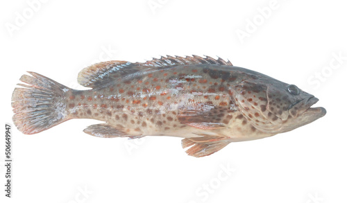 Foto Fresh red spot grouper isolated on white background with clipping path