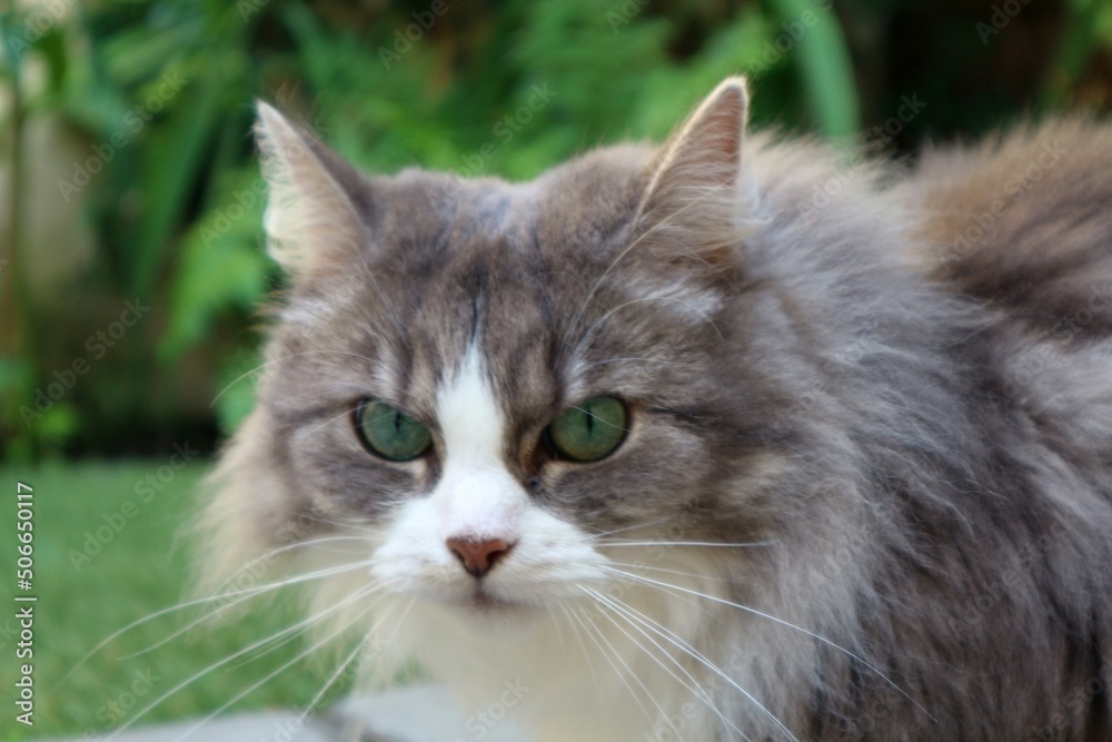 Beautiful and cute cat with fluffy, grey fur and pretty green eyes - sitting in garden