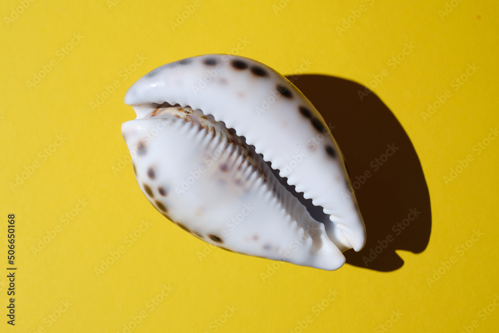 Sea shell on yellow background. Sea shell on yellow background.