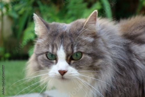 Beautiful and cute cat with fluffy  grey fur and pretty green eyes - sitting in garden