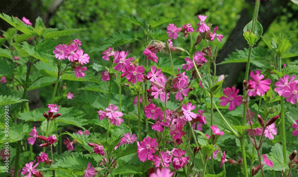 Patch of Red Campion flowers, Derbyshire England
Patch of Red Campion flowers, Derbyshire England